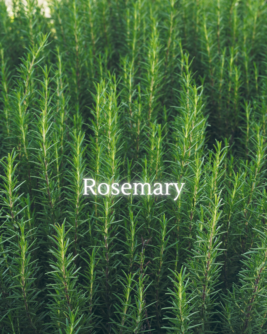 Clears mental fog and strengthens inner resolve. Supports memory, focus, and trust in one’s knowing.