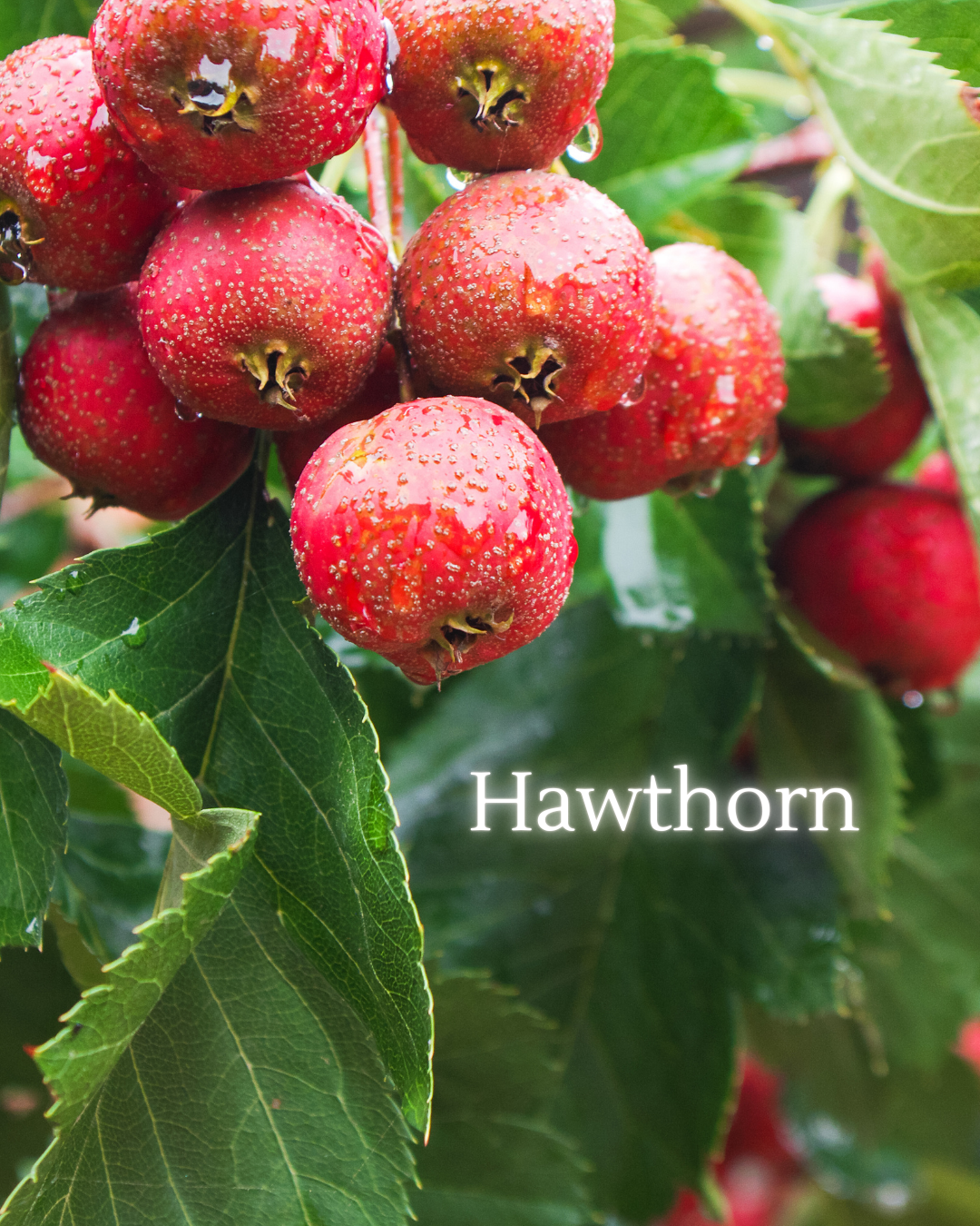  A guardian of the heart. Offers protection, courage, and trust during times of change.