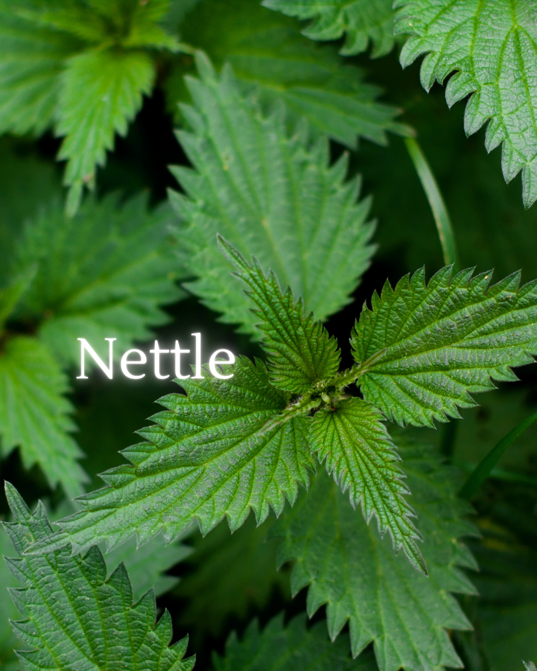 Restorative and strengthening. Supports vitality when energy feels scattered or depleted.