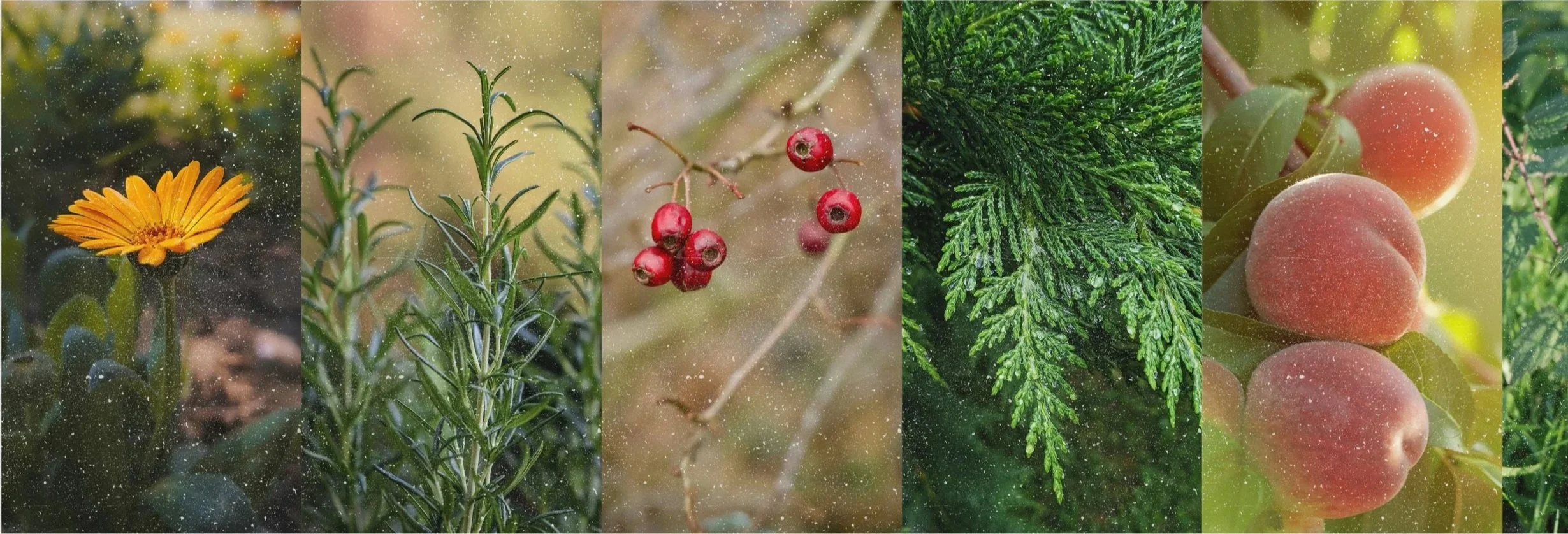 A collage of close-up images of herbal plants and berries that support women in midlife, perimenopause, menopause.