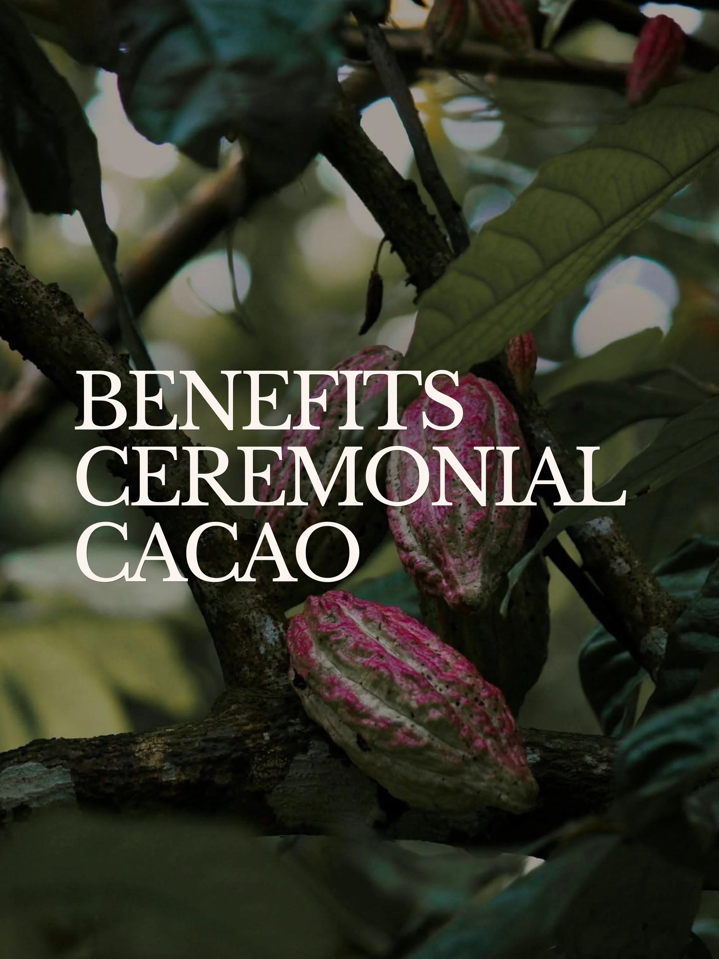 Pure cacao provides nutrients your body can use
The ritual reminds your mind to pause

Together, they invite you back to the present moment🤎

#synccacao #ceremonialcacao #benefitsofcacao #purecacao #criollobeans