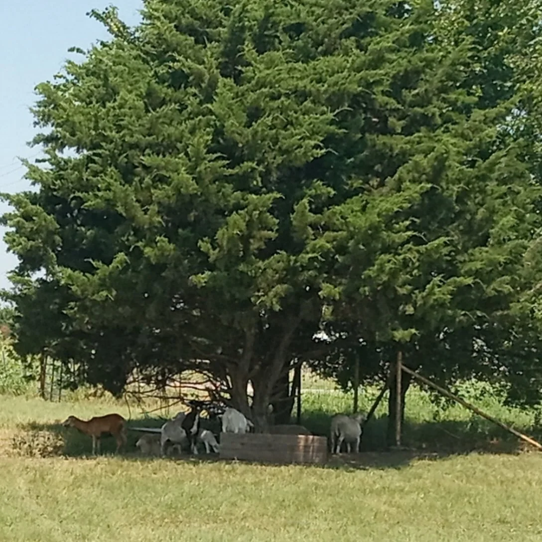 With the growing demand for ethical, faith-based food products and limited national suppliers who meet true halal standards, we are uniquely positioned for long-term expansion and impact.
Mission
We exist to better this world for all of humanity. Ou