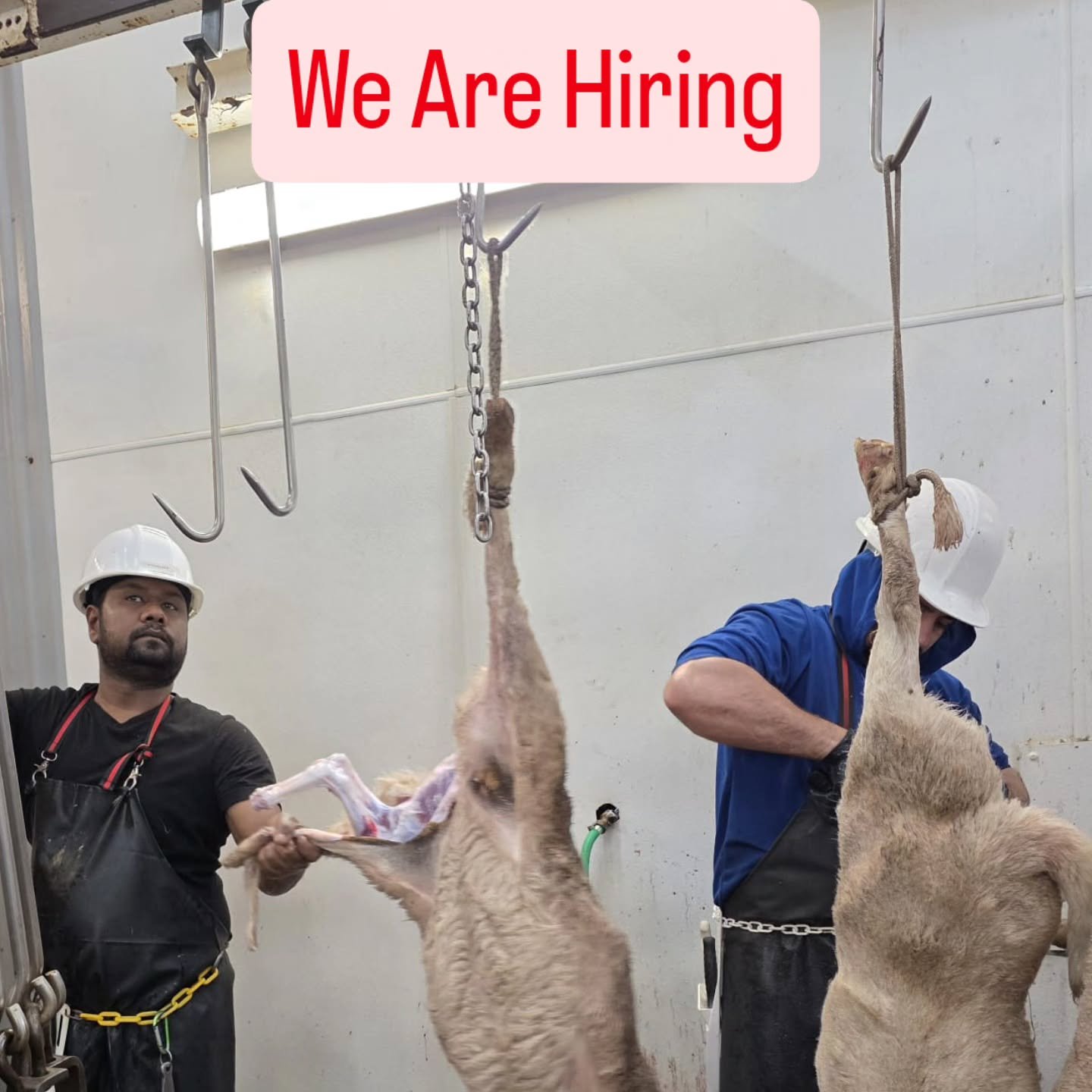 We are looking for hardworking, reliable individuals who want to be part of a fast paced and growing halal meat operation.

Current Openings:

1. Line Worker / Butcher 
Experience in meat cutting, processing, trimming, and production preferred.

2. L