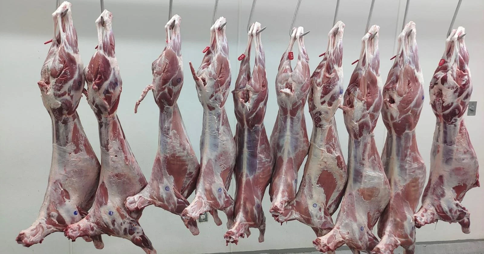 Lamb Carcass - No Heads