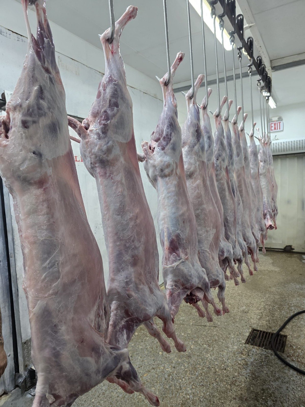 Lamb Carcass - Australian Skinning