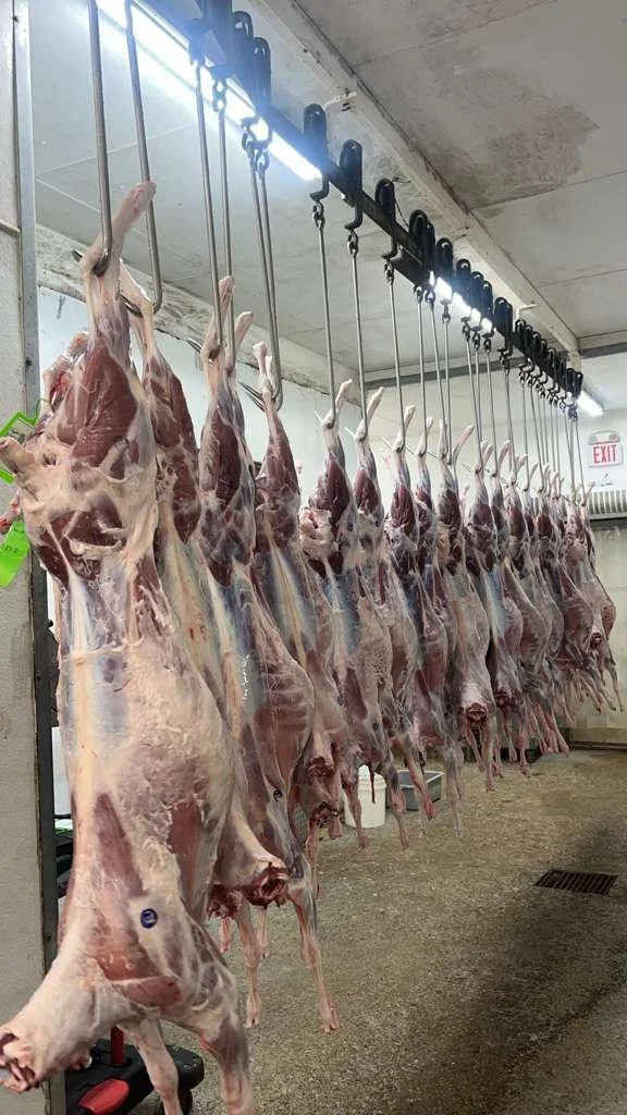 Lamb Carcass - No Head