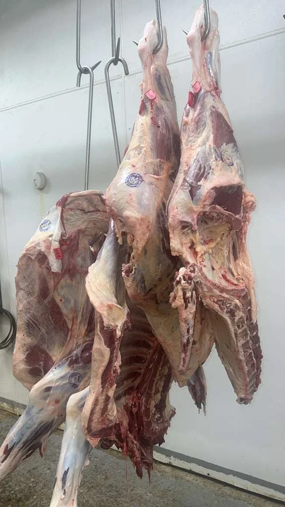 Beef Carcass Quartered