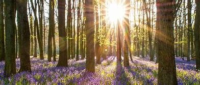 Forest of Bere Bash