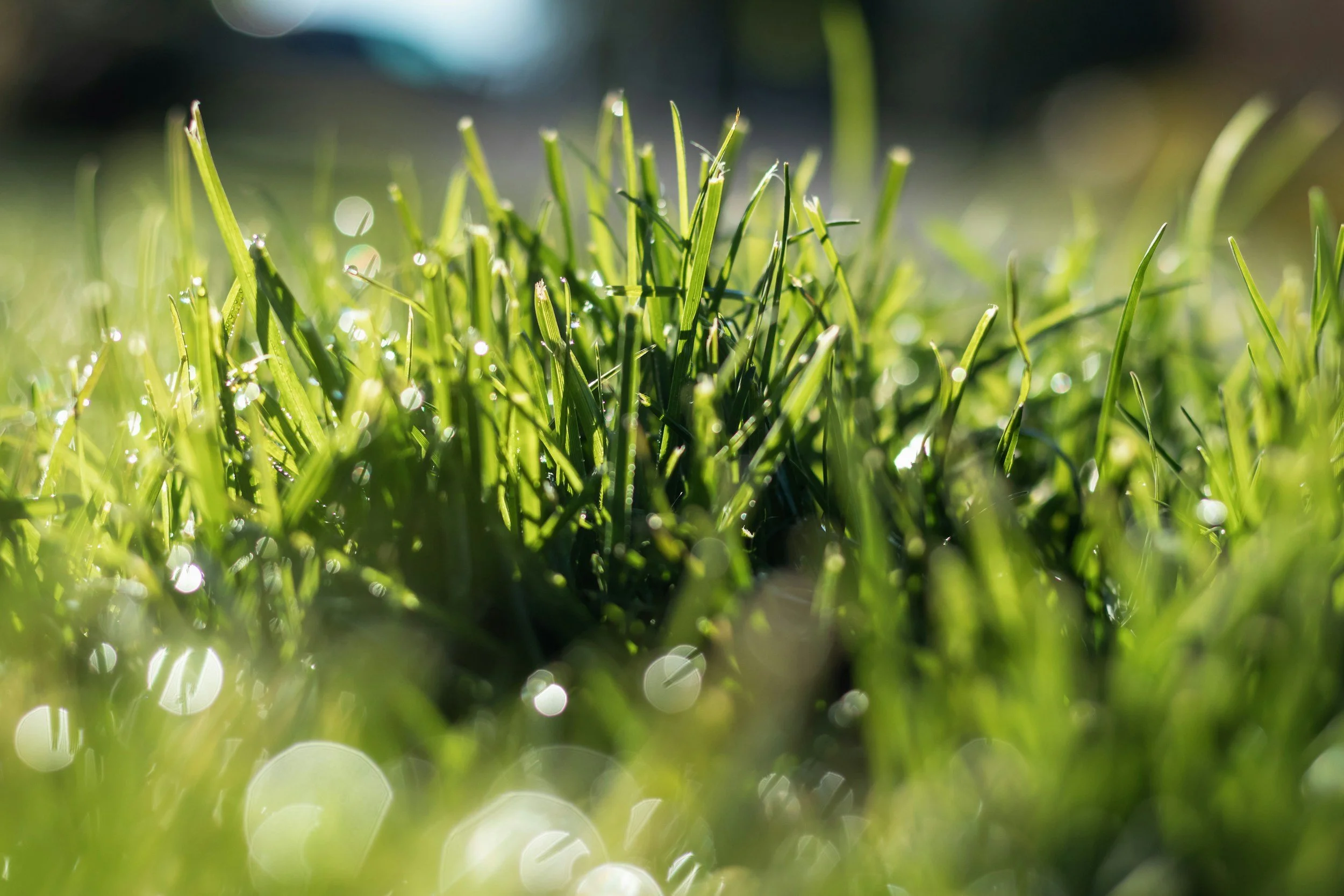 Close-up of green grass blades with sunlight reflecting off dew drops, creating a bokeh effect with a shallow depth of field.
