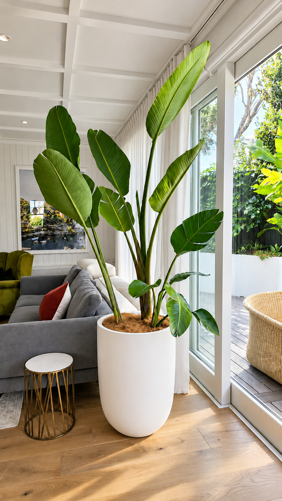 Large indoor Bird of Paradise plant in a contemporary living room, featuring lush tropical foliage in a white planter beside floor-to-ceiling windows.