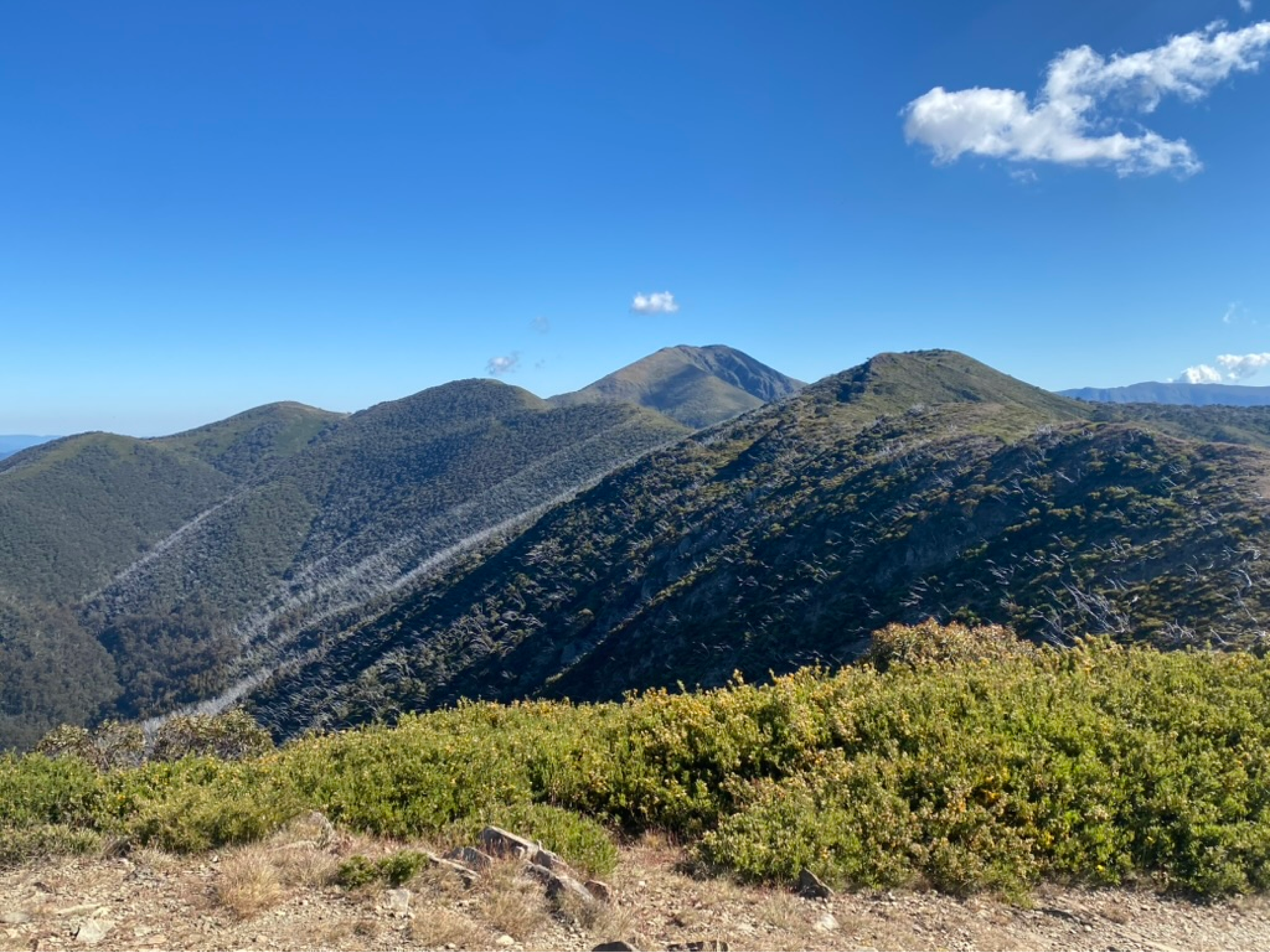 Feathertop.png