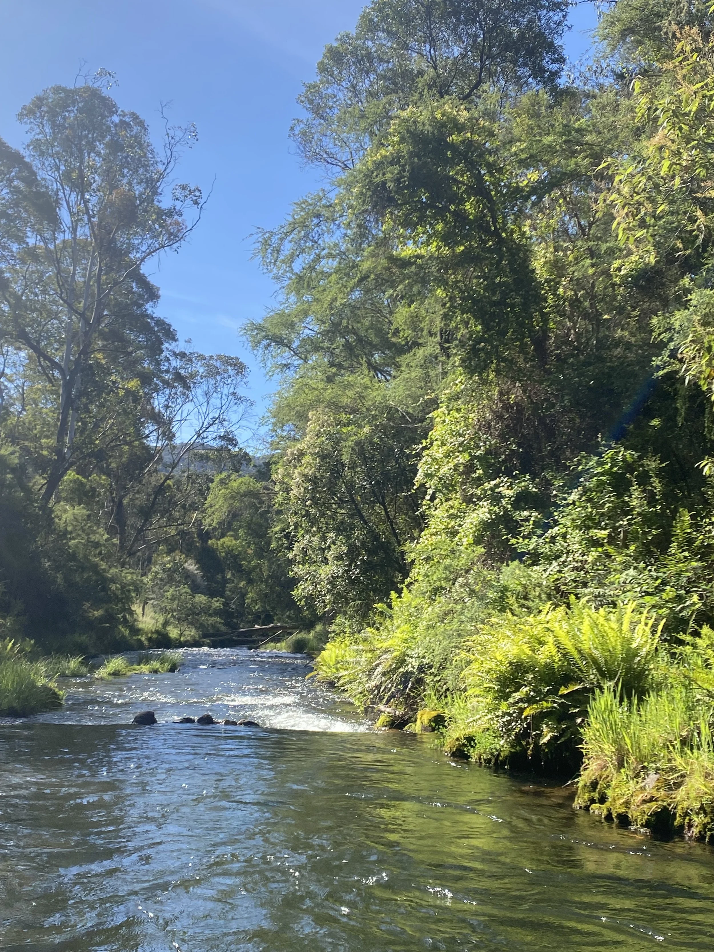 Ovens river 1.jpeg