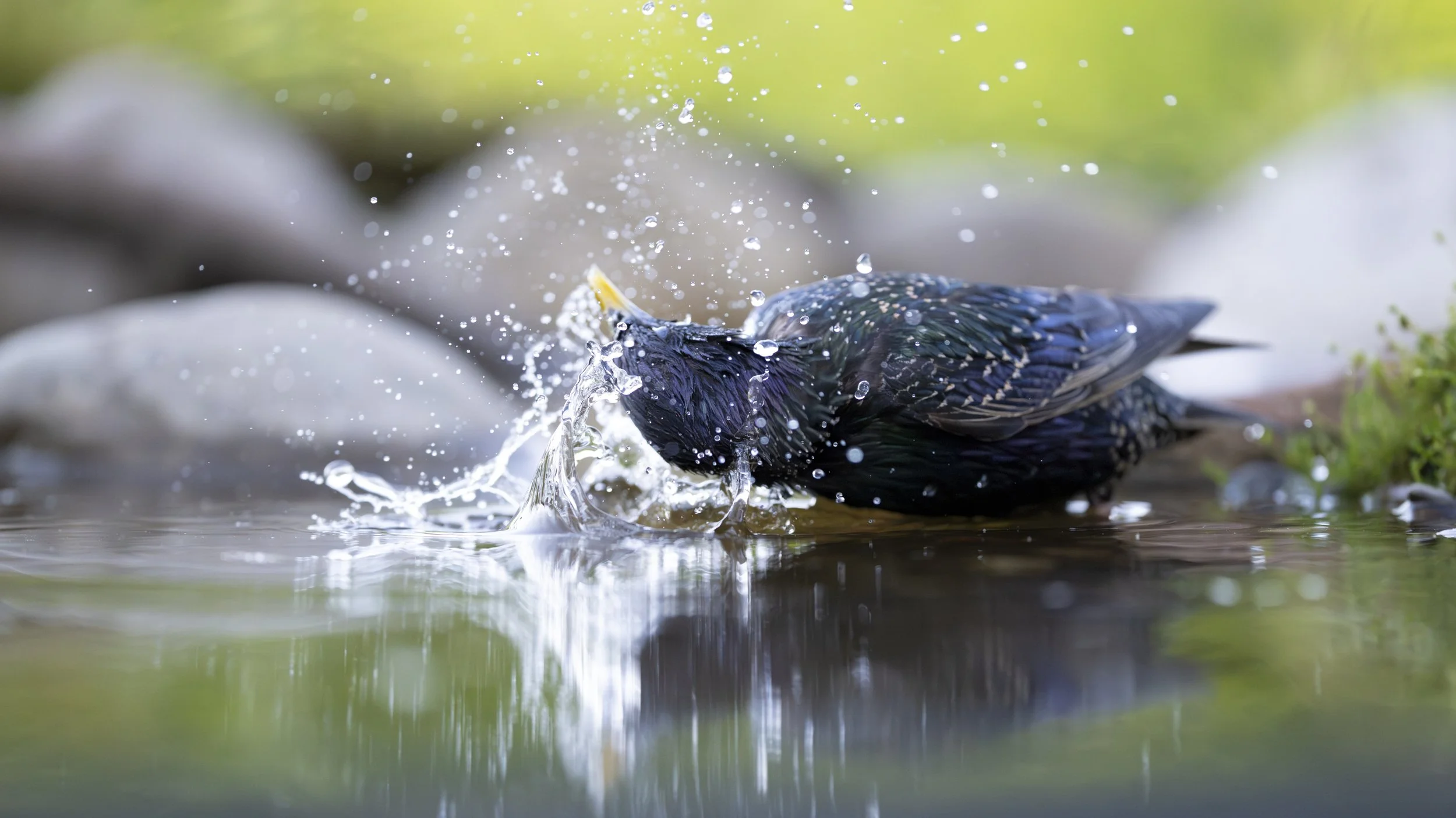Stare im Sommer an einer Wasserstelle