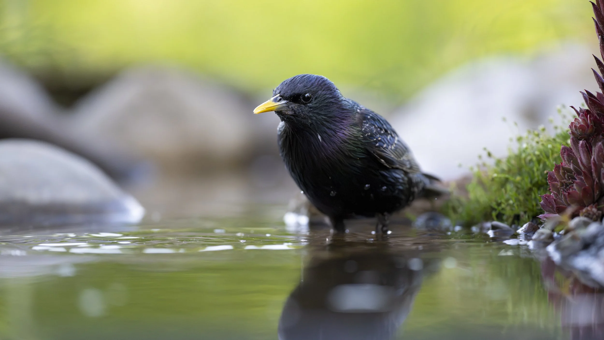 Stare im Sommer an einer Wasserstelle