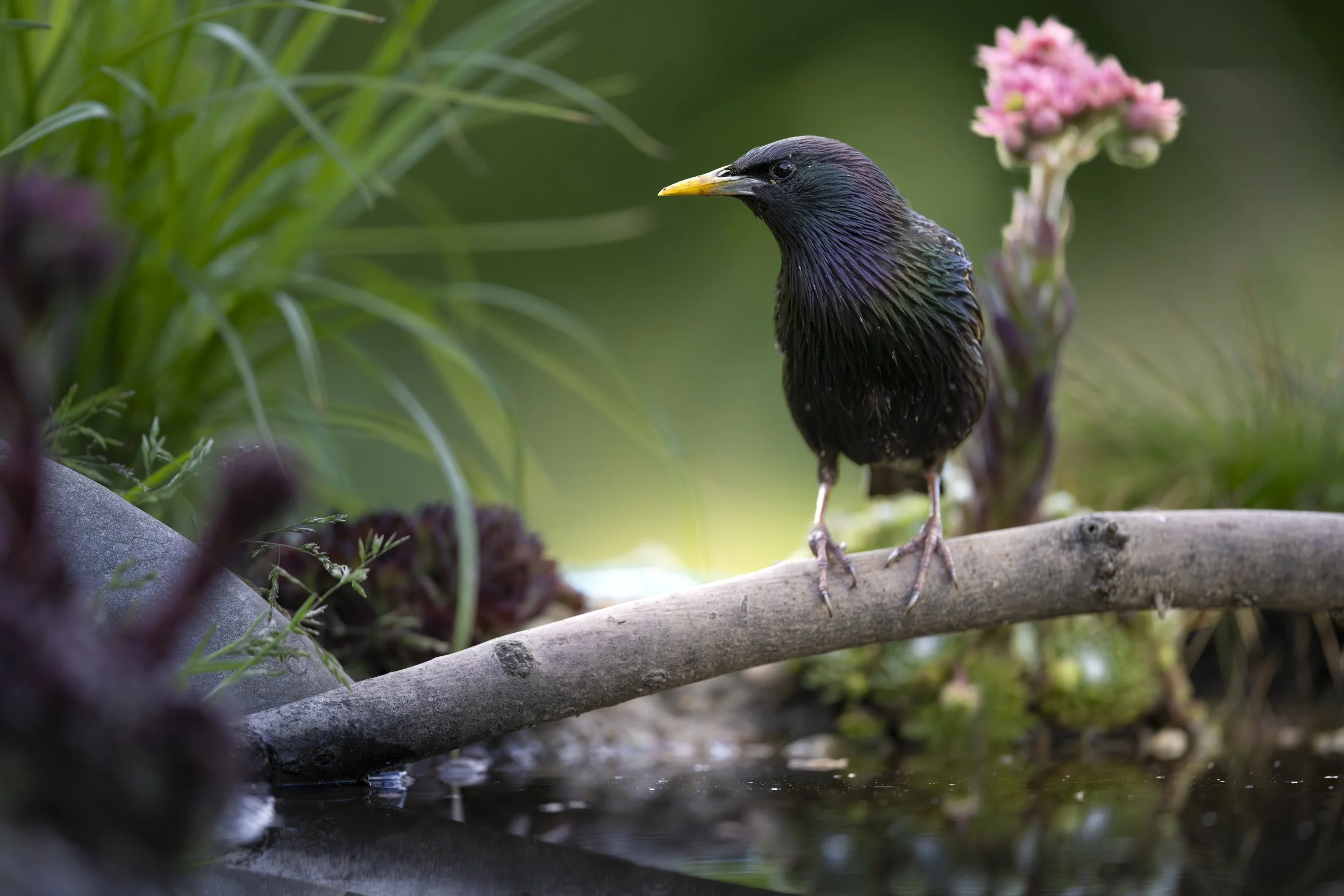 Stare im Sommer an einer Wasserstelle