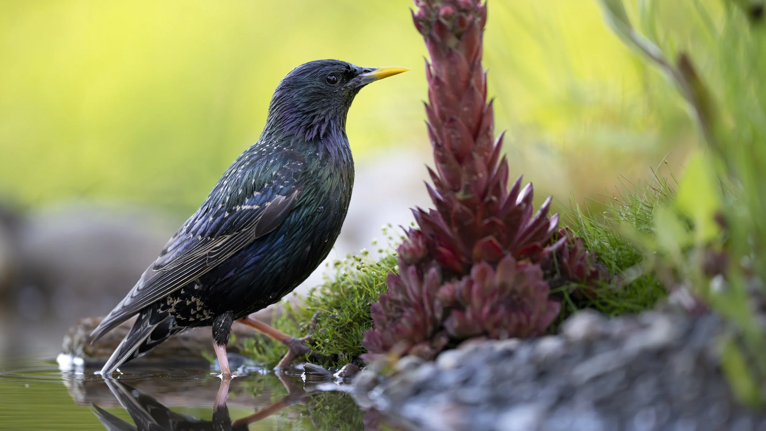 Stare im Sommer an einer Wasserstelle