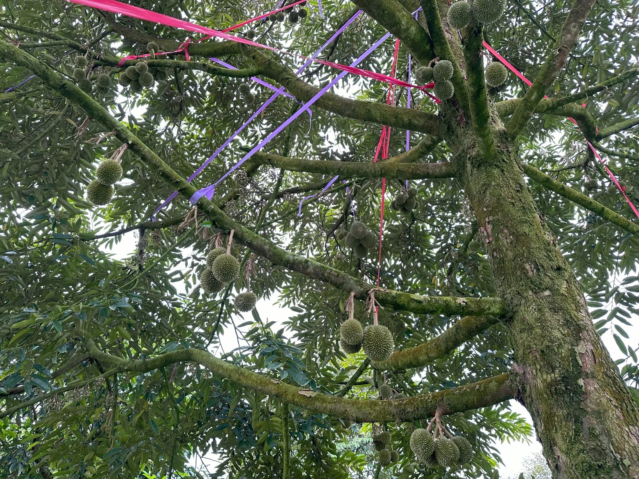 A tree with long branches and green leaves, decorated with pink and purple ribbons and durian fruits hanging from the branches.
