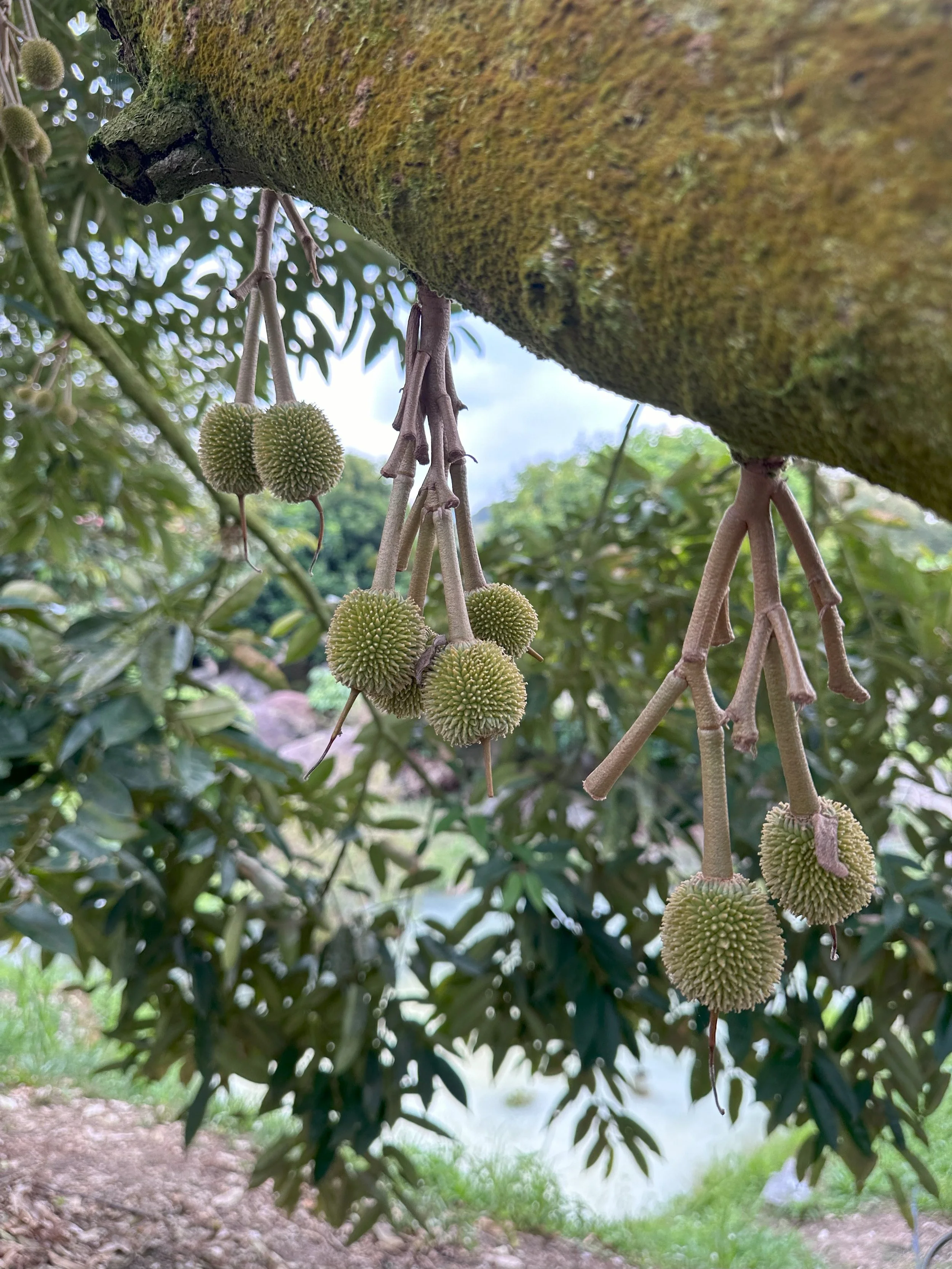 Clusters of durian fruits hanging from a tree branch, with a background of green leaves and sky.