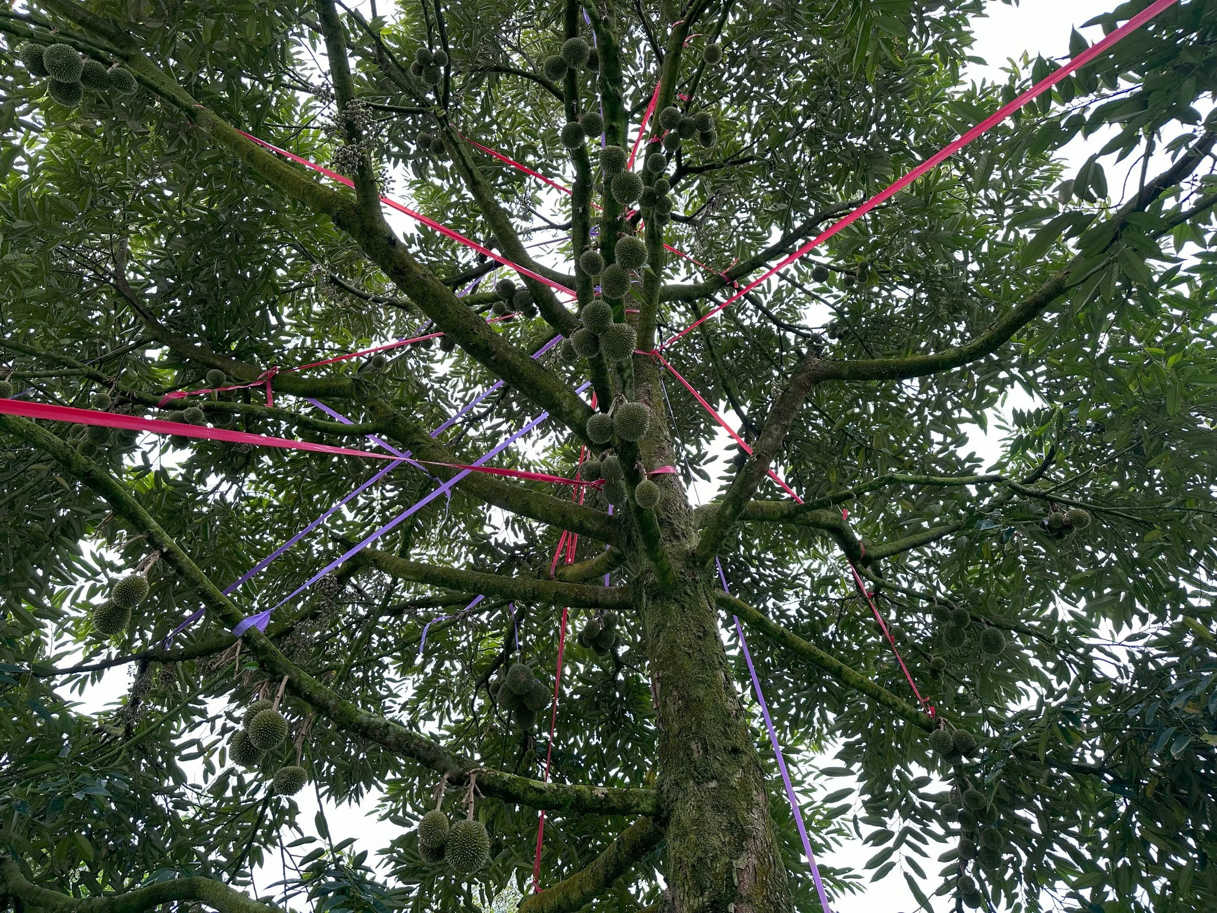 View looking up at a tree with green leaves and spiky round fruit, decorated with colorful strips of ribbon or tape in pink and purple.