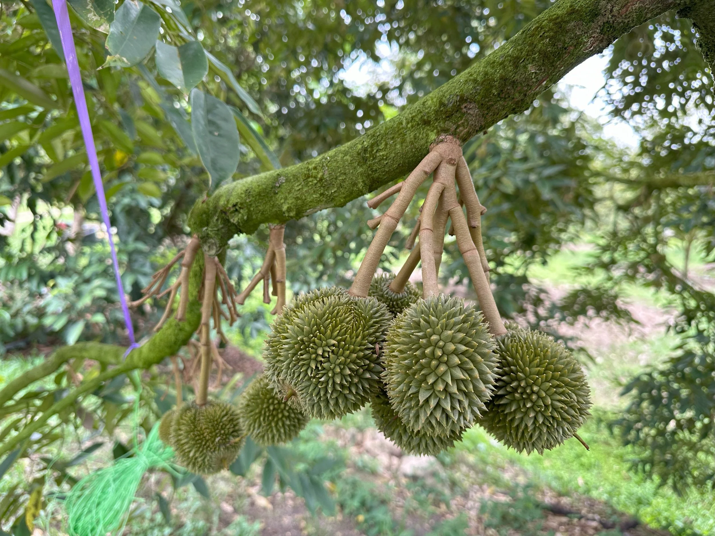 Durian fruits hanging from a tree branch surrounded by green leaves.