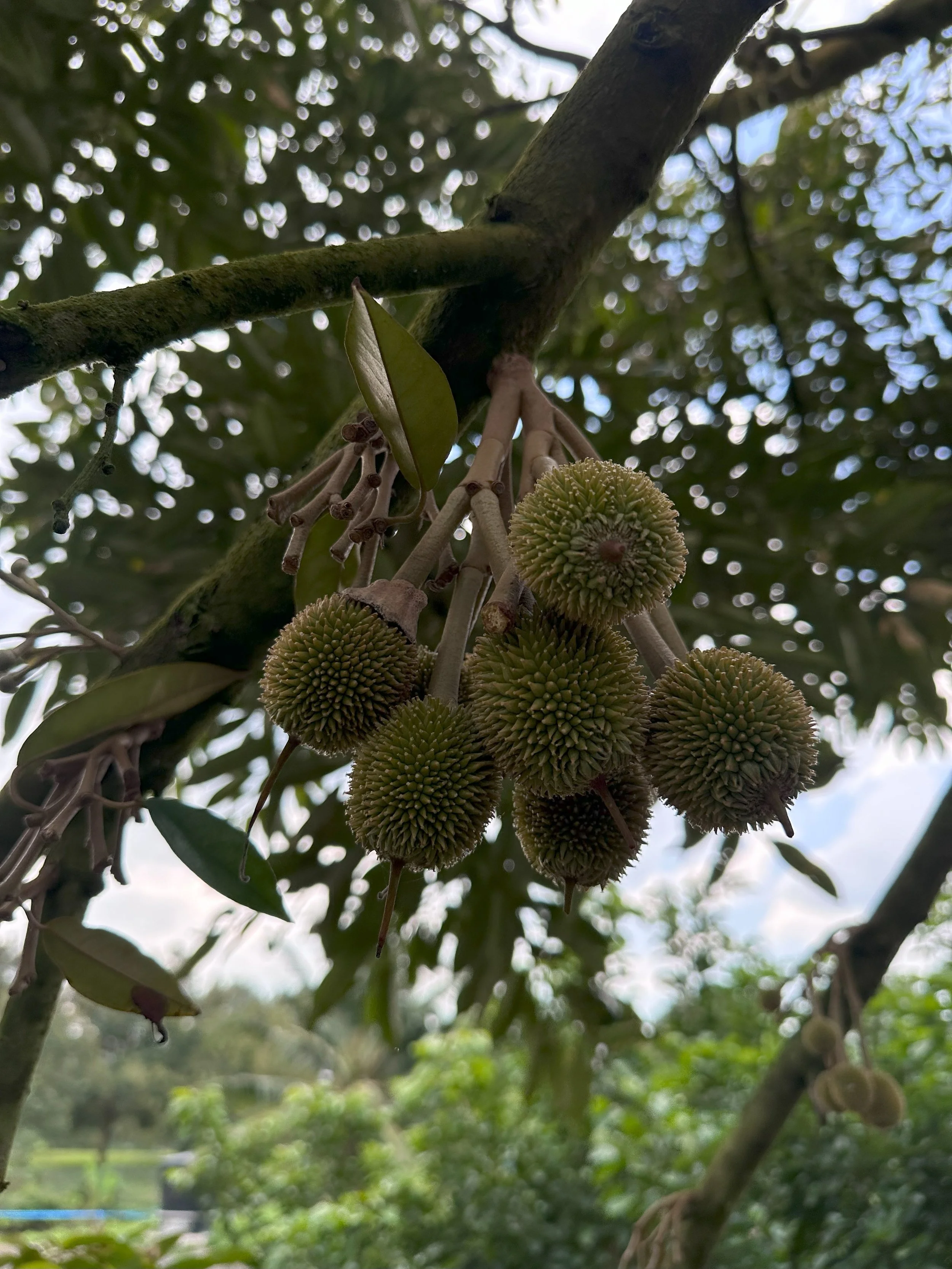 Close-up of durian fruits hanging from a branch in a tree, with green leaves and a blurred background.