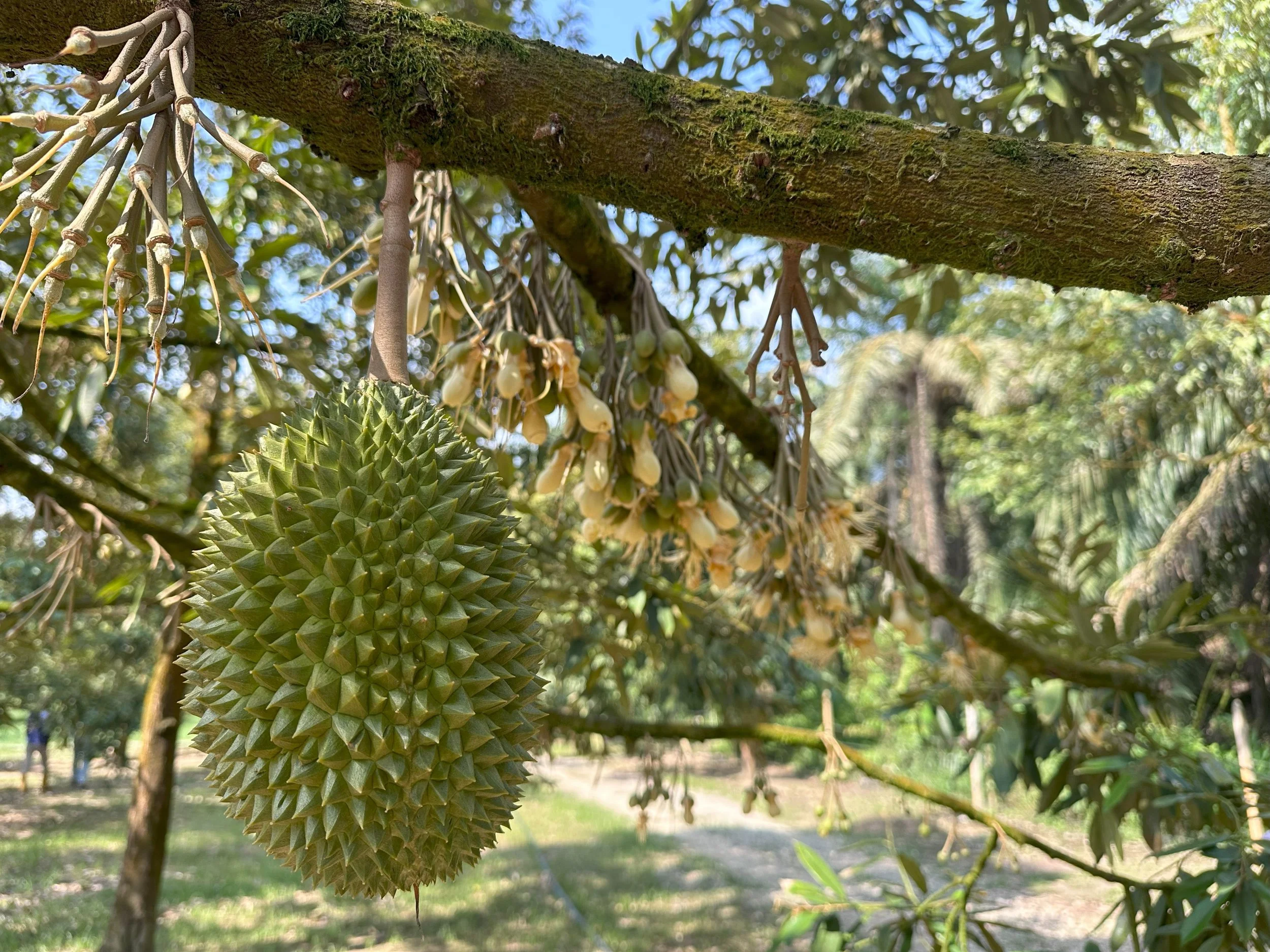 A durian fruit hanging from a tree branch, surrounded by yellow flowers and green leaves in a sunny outdoor setting.