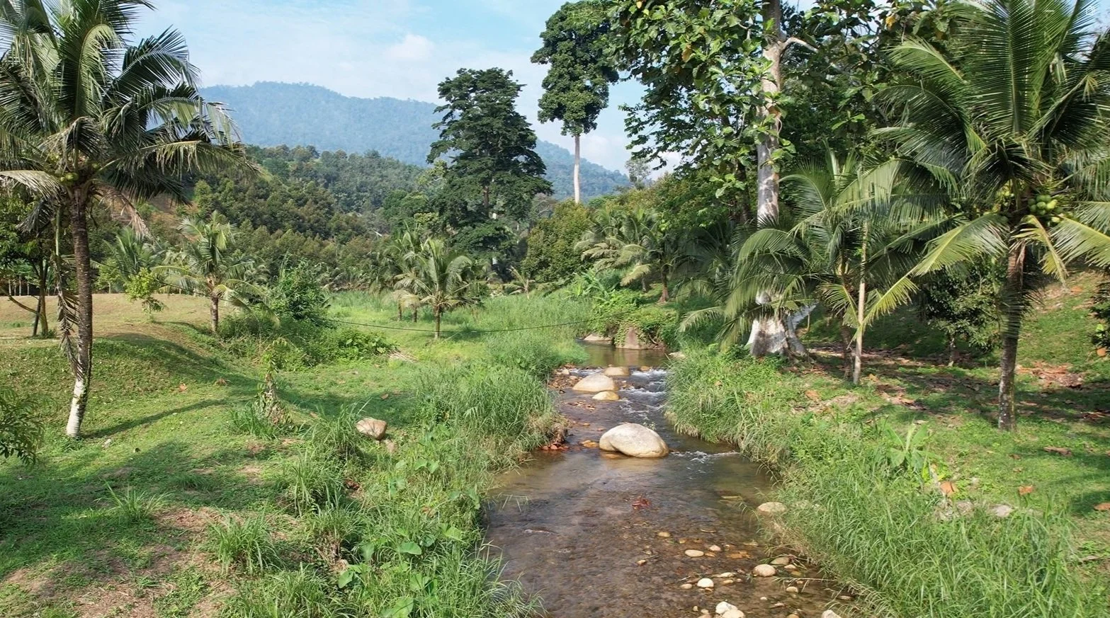 A tropical landscape with a small stream flowing through lush green grass and surrounded by numerous palm trees and other dense green trees, with mountains in the background under a partly cloudy sky.