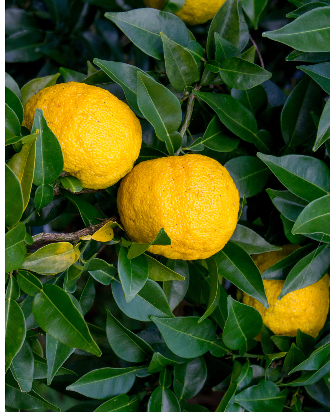Two bright yellow citrus fruits, likely lemons, growing on a tree surrounded by green leaves.