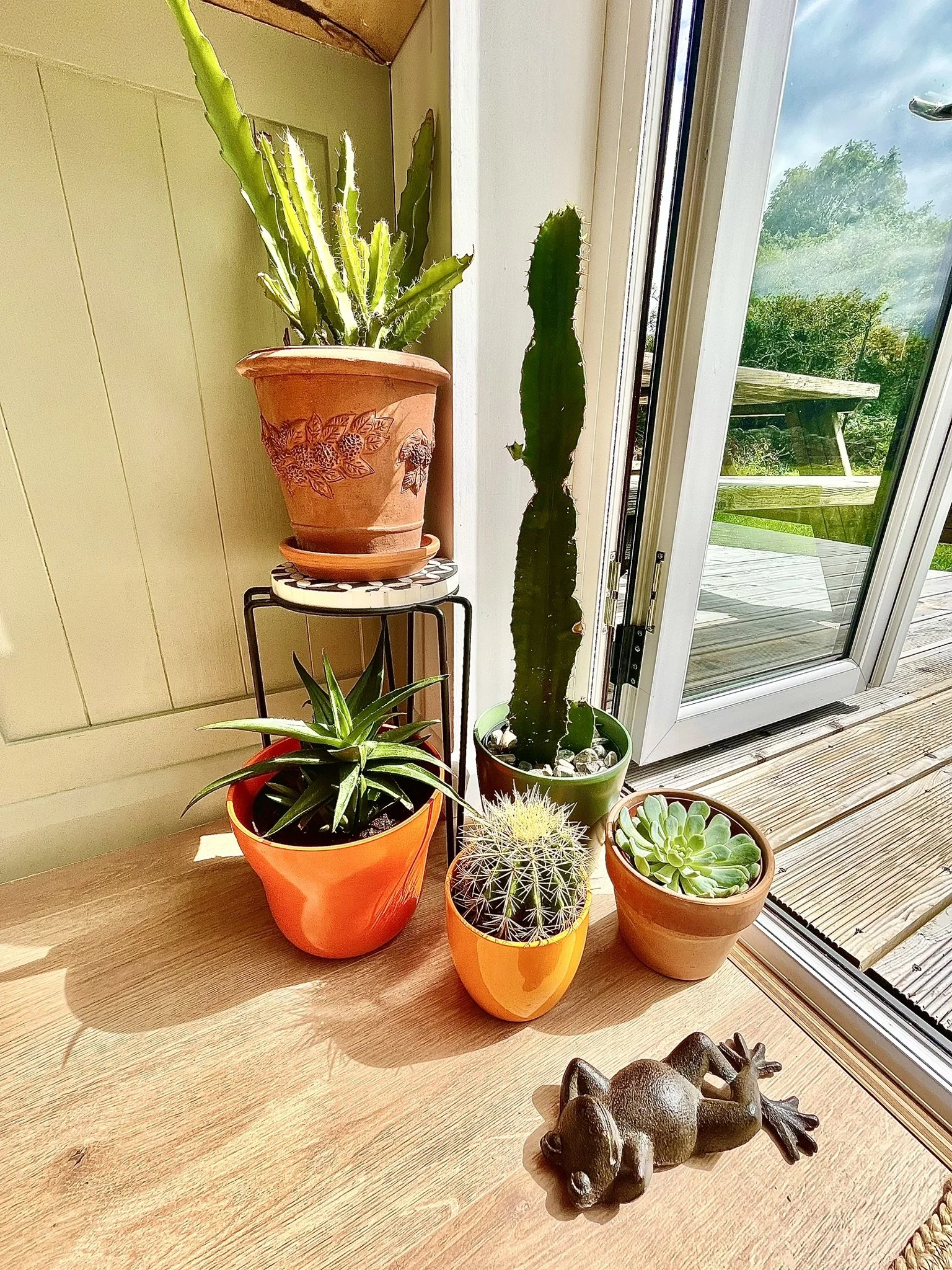 Plants at Ealu Escape AirBNB Westport Co Mayo, Ireland.JPEG