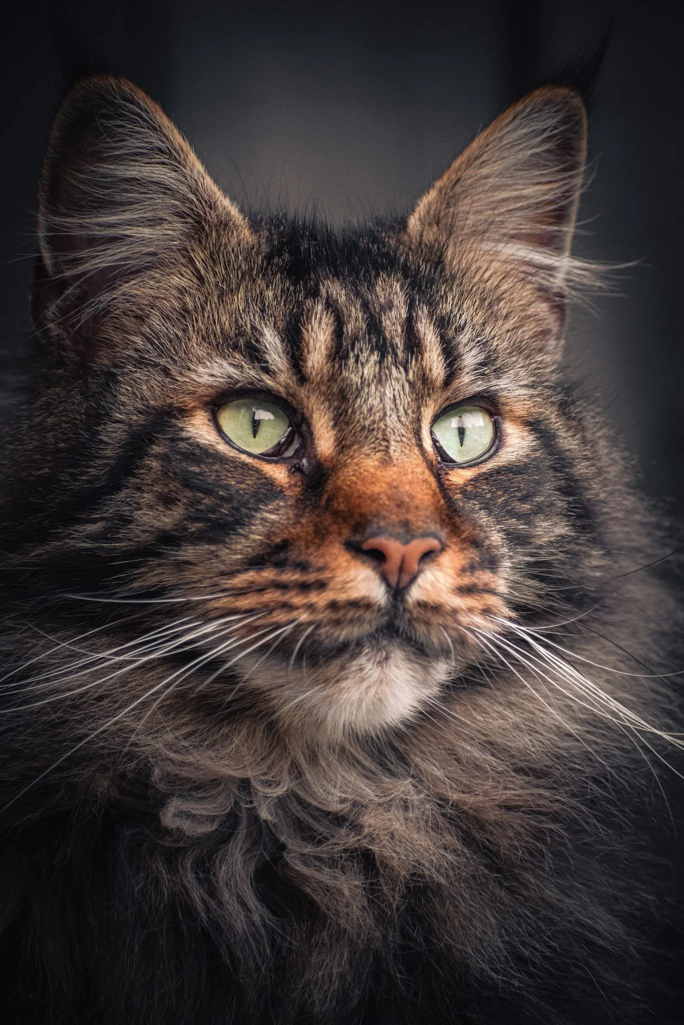 Close-up of a tabby cat with green eyes and fluffy fur against a dark background.