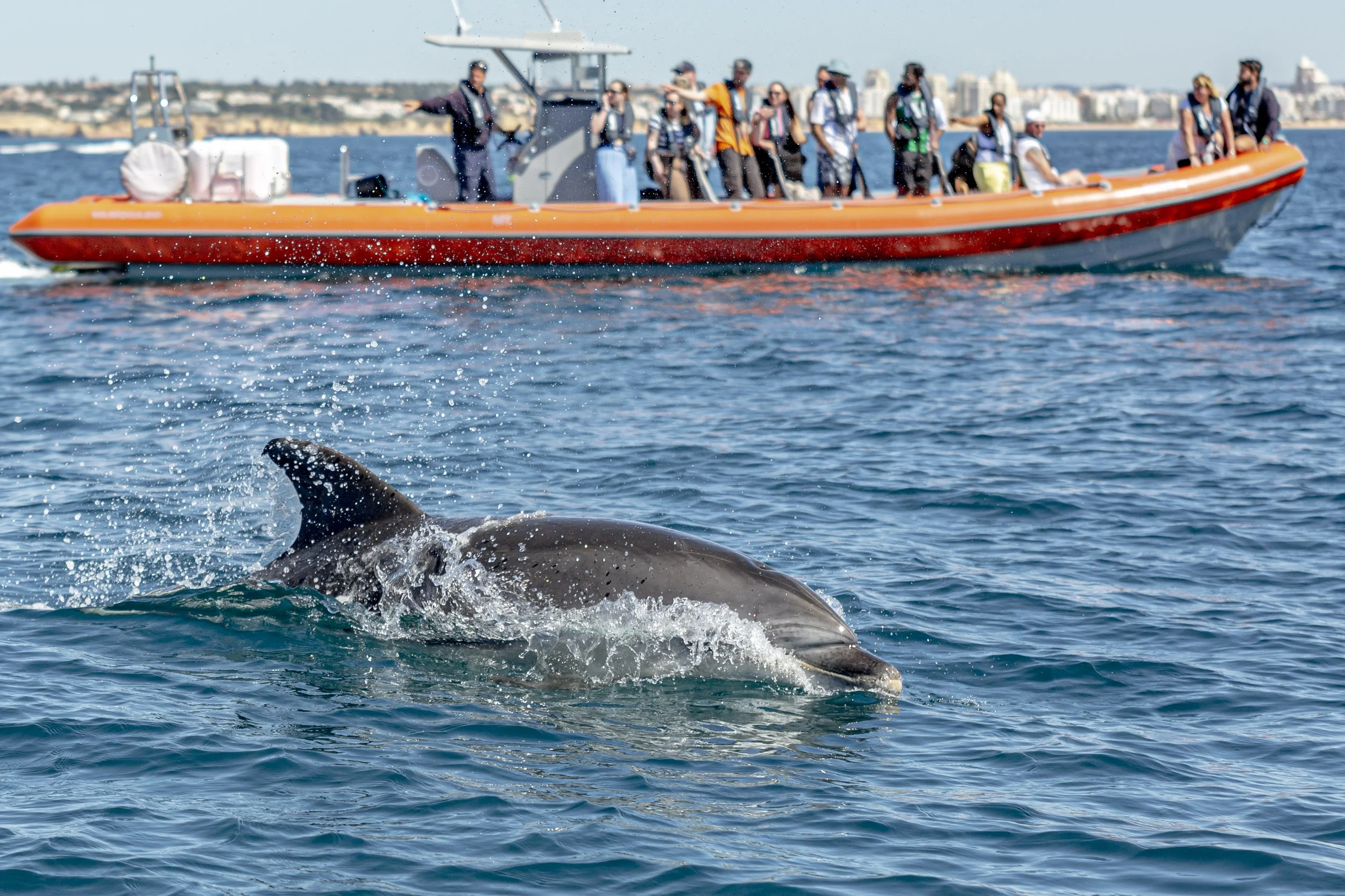 A group of tourists in a boat watching dolphins along the Algarve coastline ©️Ski Molhado  