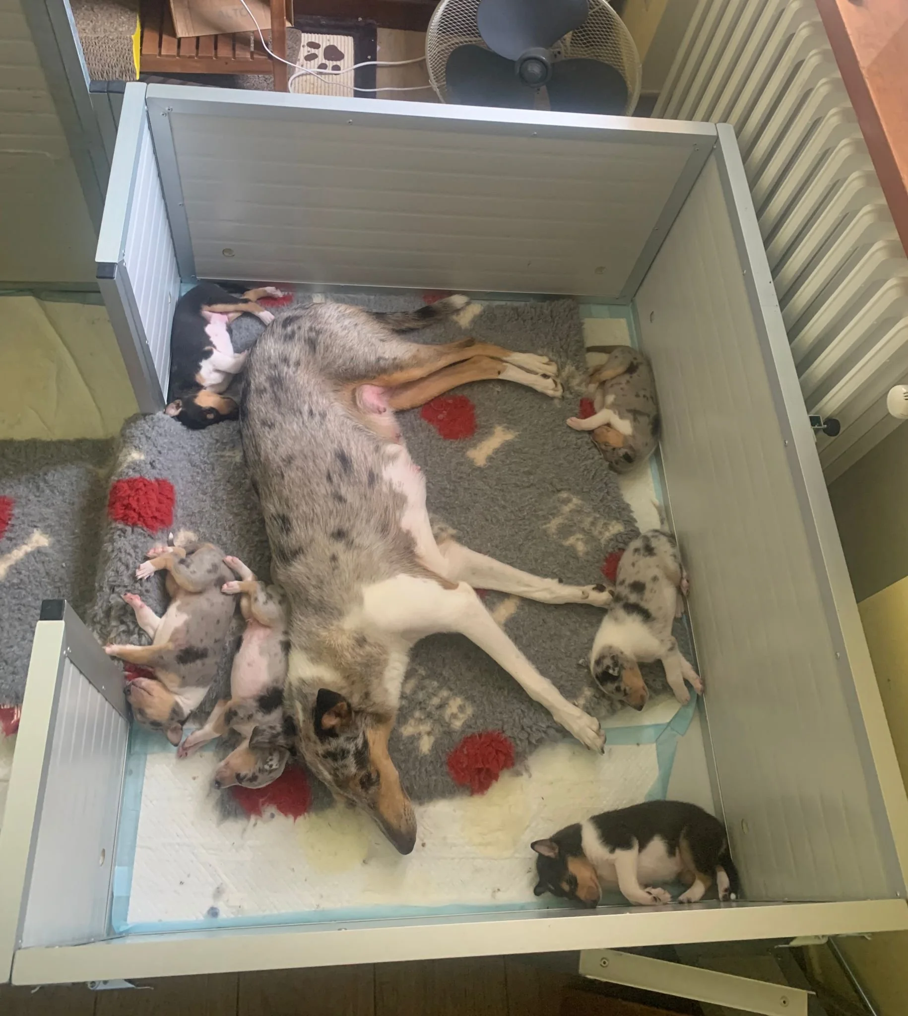 Una cagnolina con cuccioli nati appena, nel box per cani, su un cuscino grigio con motivi rossi, in una stanza con termosifone e ventilatore.