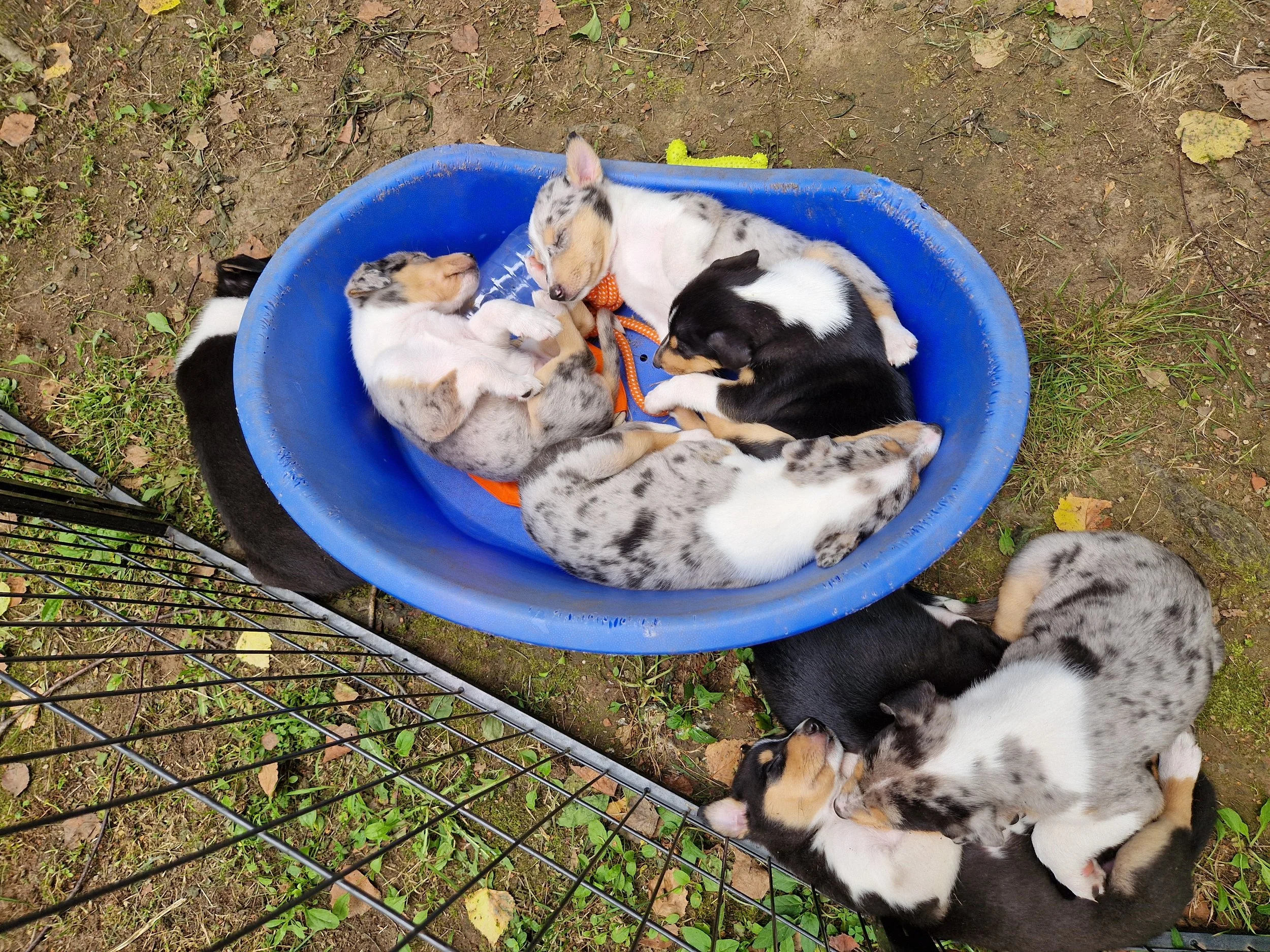 Cuccioli di Collie Smooth in un recinto, alcuni dei cuccioli sono intenti a dormire in una ciotola blu, altri sono accovacciati o sdraiati sul terreno.