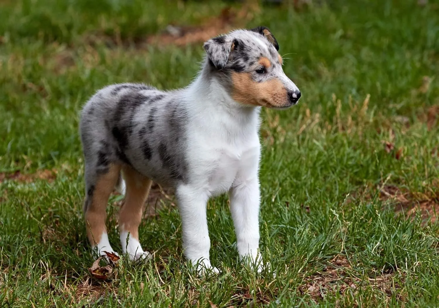 Cucciolo di Collie Smooth con pelo grigio, nero, bianco e marrone, in piedi su erba verde in un prato