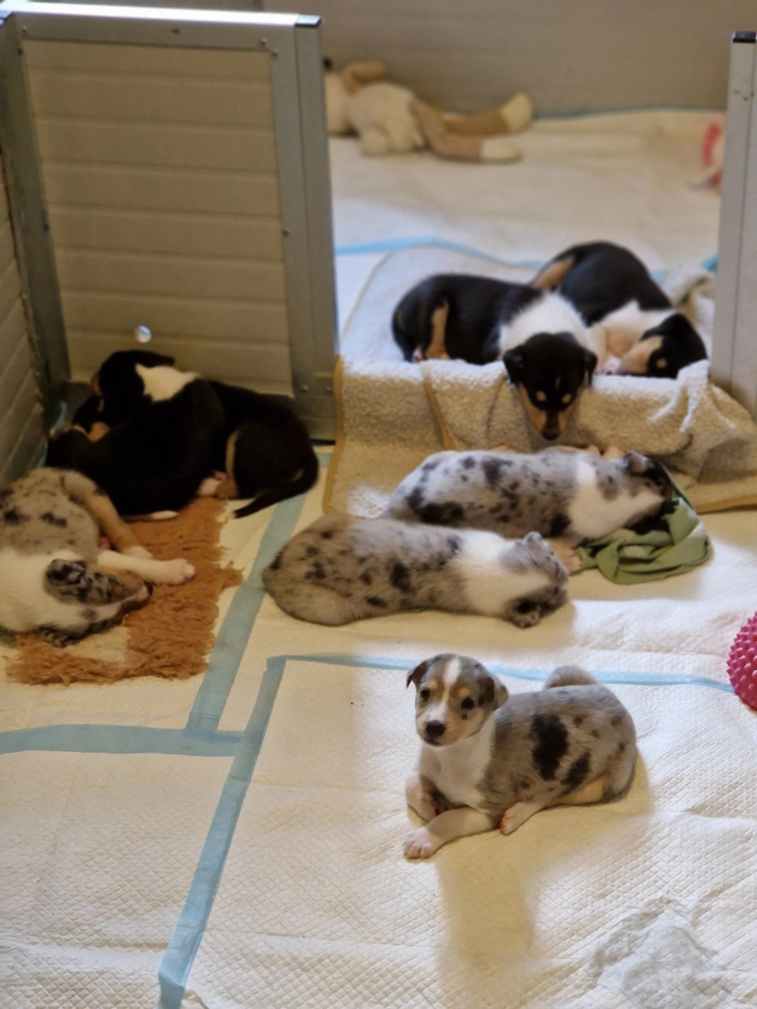 Diversi cuccioli di Collie Smooth di diversi colori che riposano su assorbenti usa e getta.