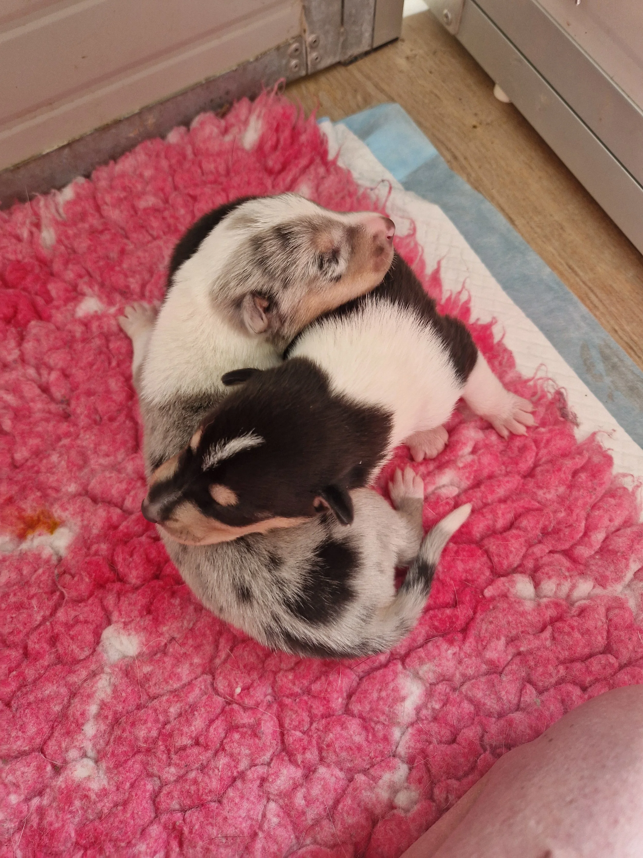 Due cuccioli di cane sdraiati su una coperta rosa, uno di colore bianco e nero e l'altro di colore bianco, nero e grigio, in un ambiente domestico.