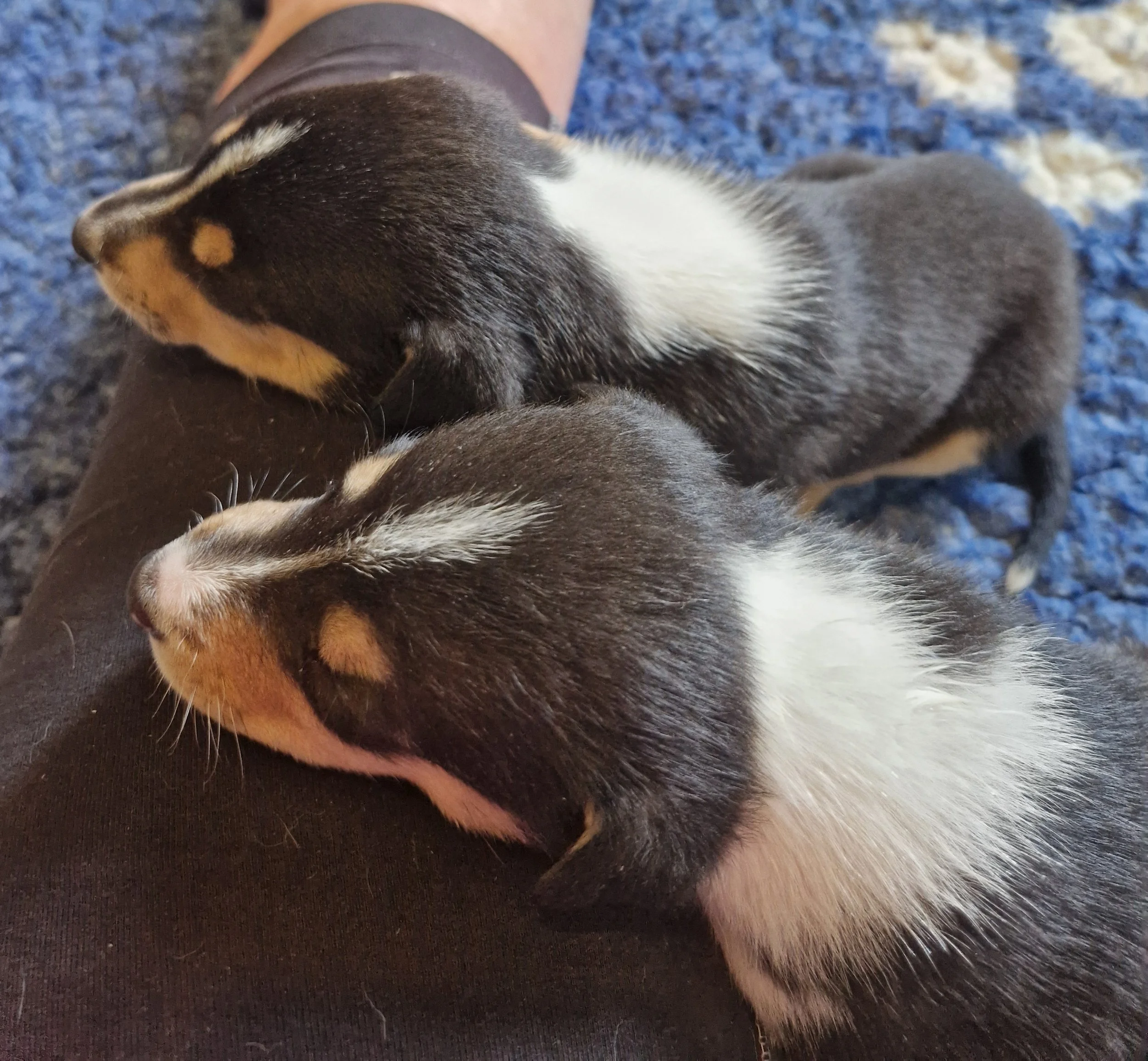 Due cuccioli di Collie Smooth, neri con marcature chiare, sdraiati e addormentati su un terzo cucciolo.
