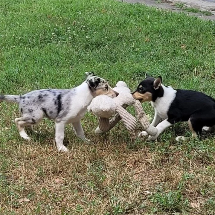 Due cuccioli di cane stanno giocando con un peluche su un prato verde.
