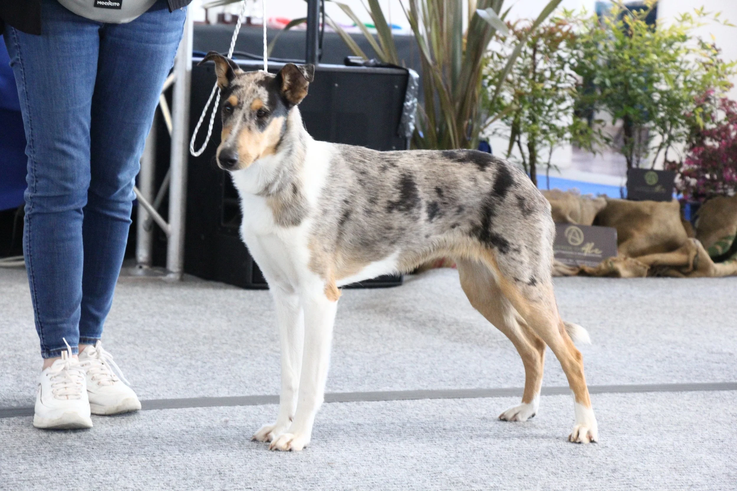 Un Collie Smooth con pelo a macchie di colore grigio, bianco e beige, in piedi, affiancato a una persona con jeans e scarpe bianche, in un ambiente che sembra una mostra o un evento con piante in vasi sullo sfondo.