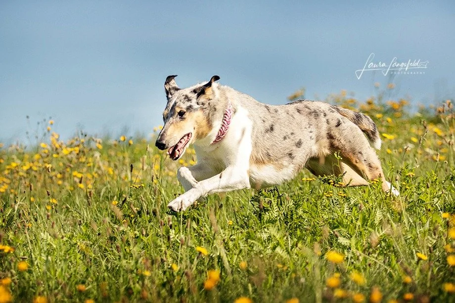 Cane Collie Smooth che corre in un prato con fiori gialli sotto un cielo azzurro.