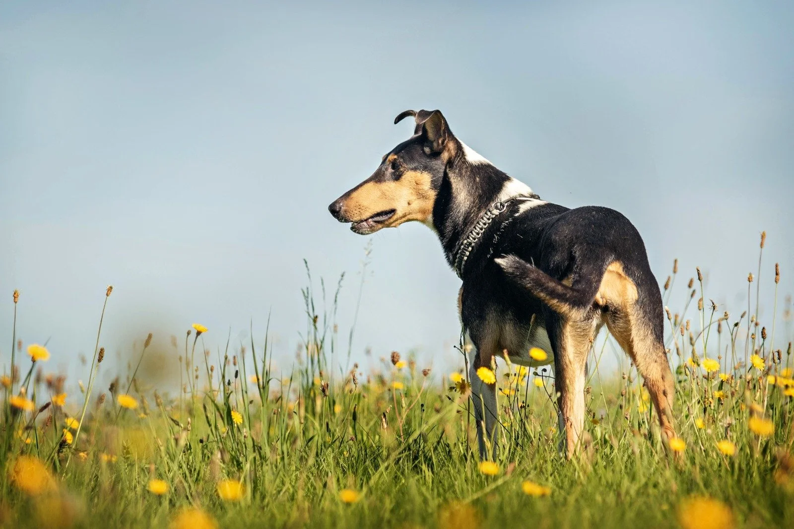 Cane Collie Smooth con collare, in piedi in un campo di fiori gialli sotto un cielo blu.