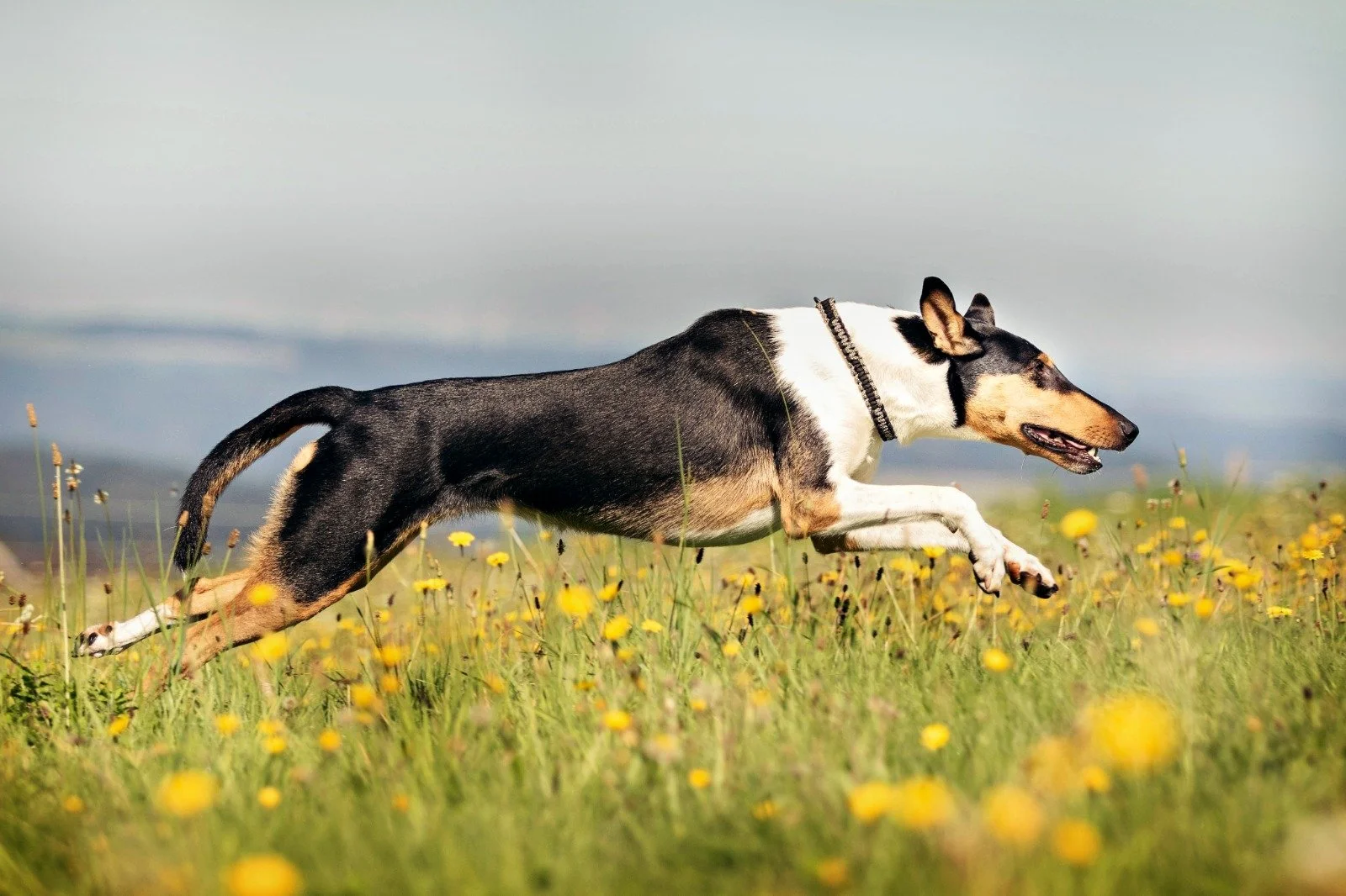 Un Collie Smooth che corre attraverso un campo di fiori gialli