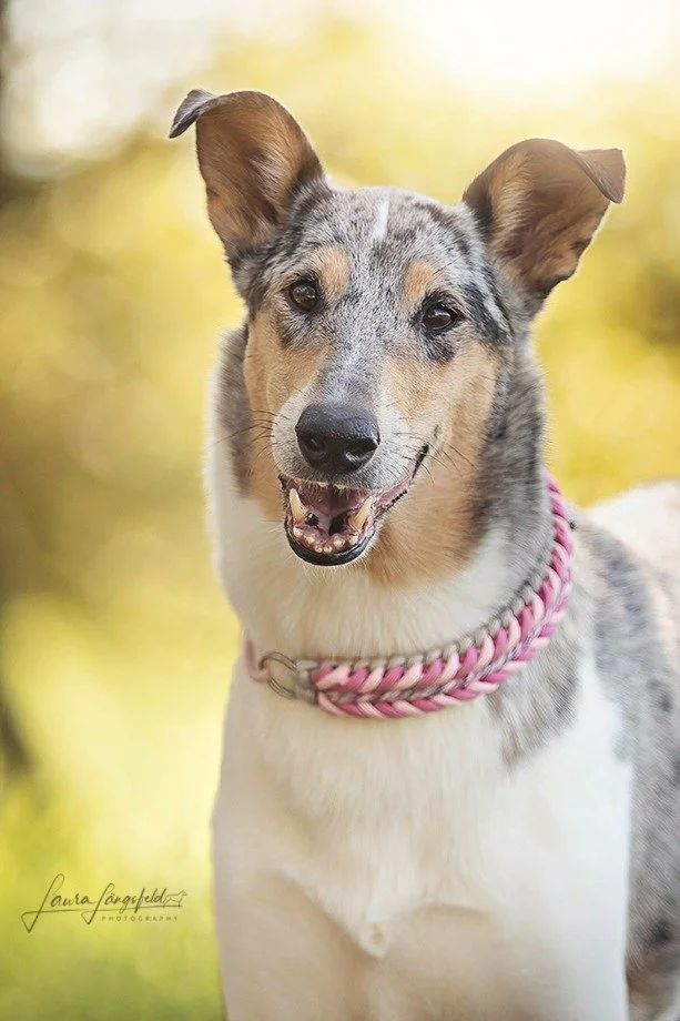 Cane Collie Smooth con collare rosa, sorridente e in piedi all'aperto con sfondo sfocato di natura.