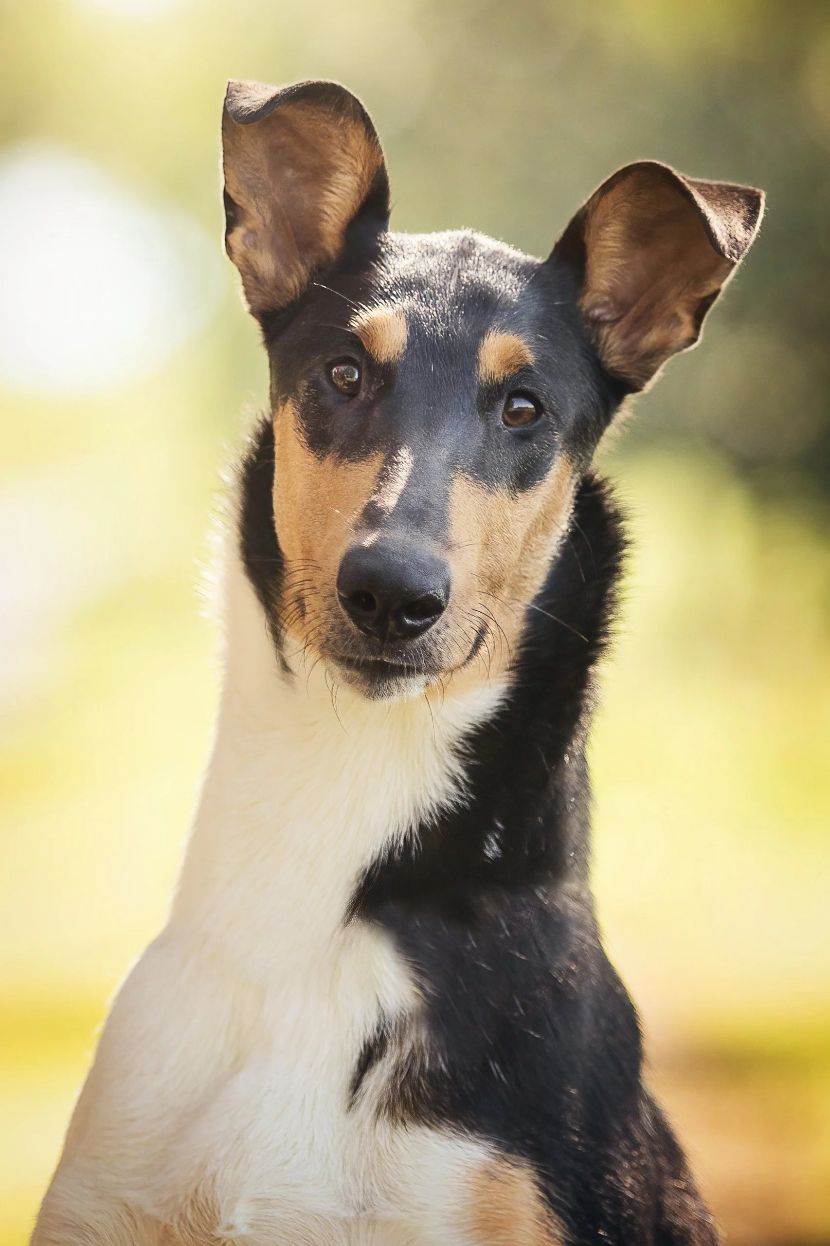 Un cane Collie Smooth, pelo nero, bianco e beige, che guarda verso l'obiettivo.