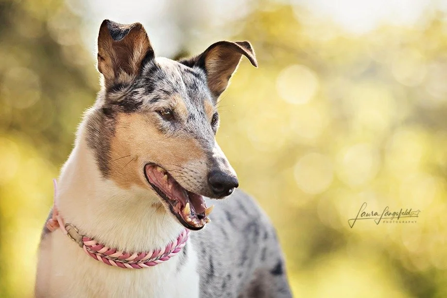 Cane Collie Smooth con collare rosa, in un ambiente all'aperto con sfondo sfocato di foglie verdi e gialle.