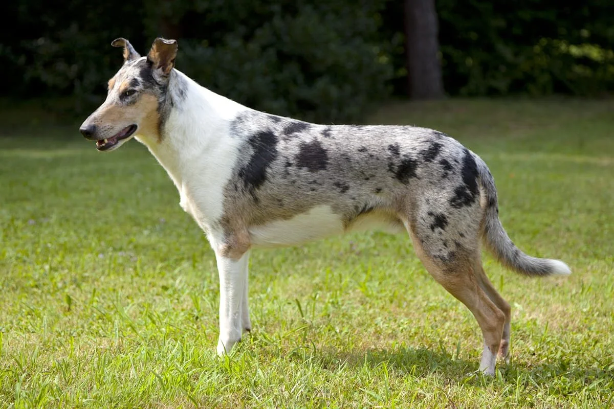 Cane Collie Smooth con pelo bianco, nero e marrone in un prato di erba verde.