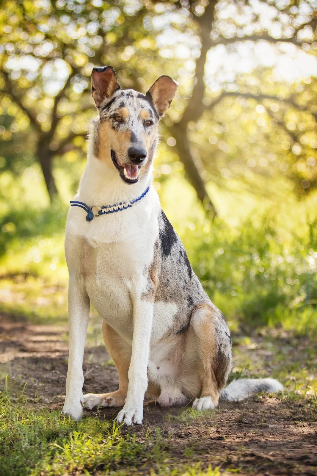 Cane Collie Smooth con pelo tricolore bianco, nero e marrone, seduto su un sentiero nel bosco con alberi e luce dorata sullo sfondo.