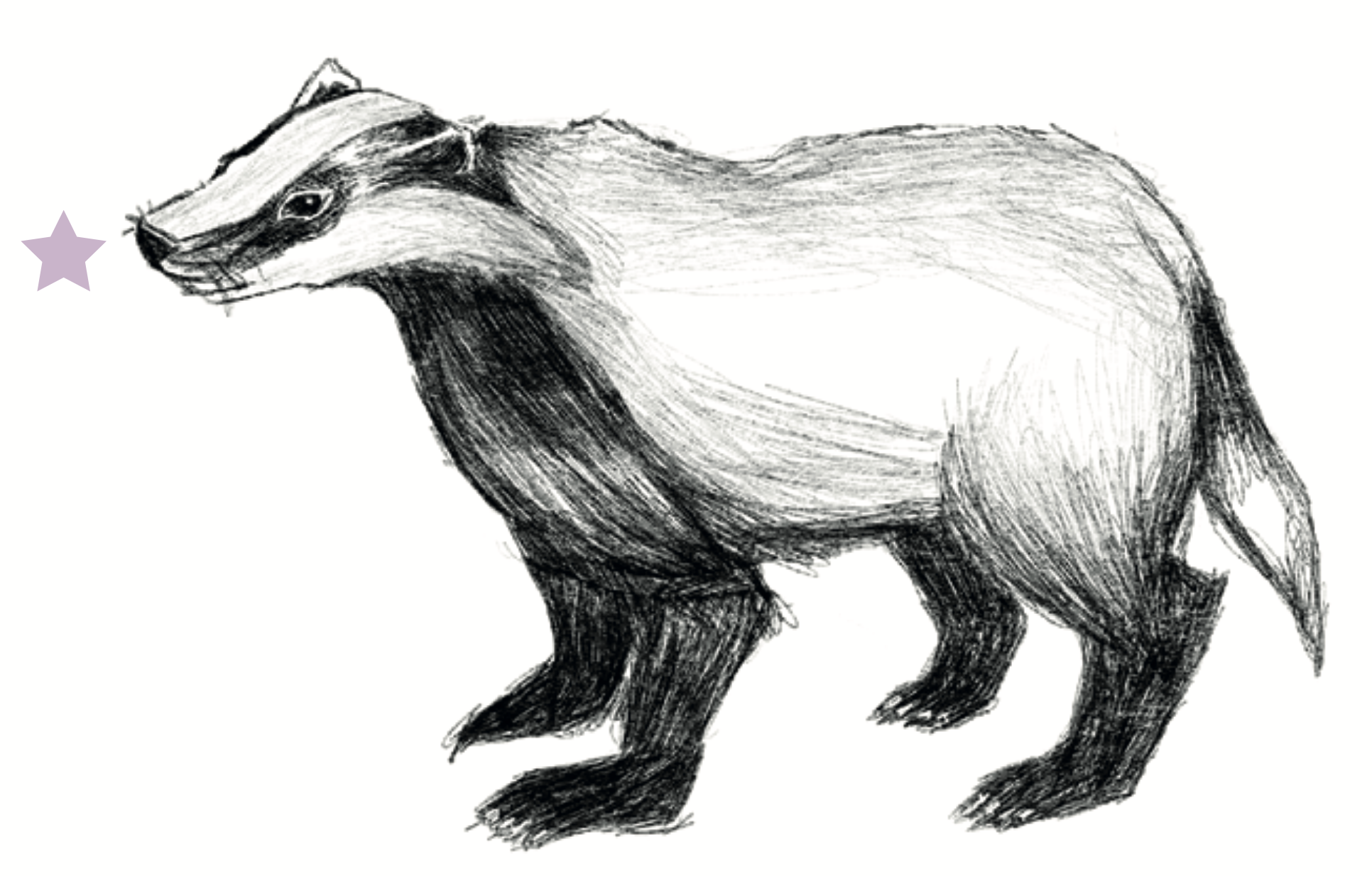 Handgezeichnetes Tier, das eine Kreuzung zwischen einem Tier mit Körper eines Marders und einem starken, bärenähnlichen Tier ist, in Schwarz-Weiß mit einem lilafarbenen Stern in der linken oberen Ecke.