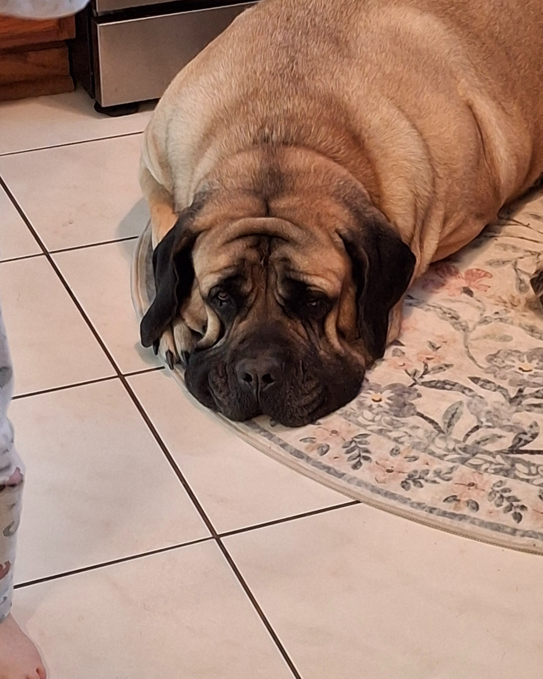A large, tan-colored Mastiff dog laying on a floral-patterned rug on tiled floor, resting its head on the rug and looking at the camera.