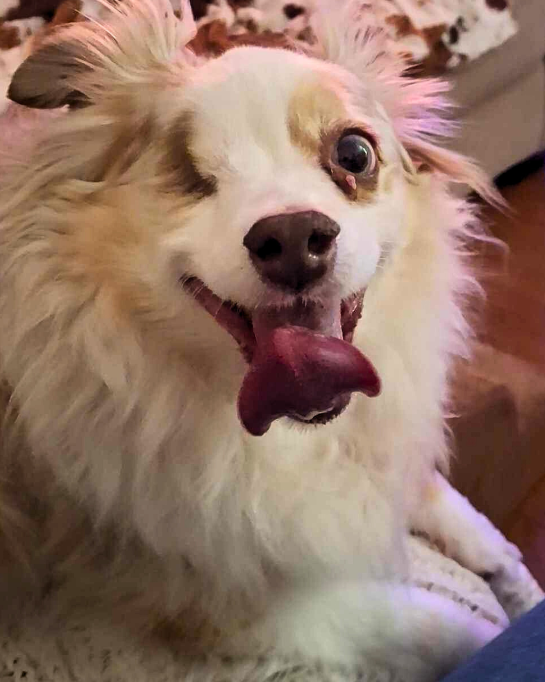 A happy, fluffy dog with a tan and white coat, one eye open, tongue out, and a playful expression.